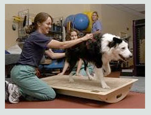 physiotherapy-in-pet1